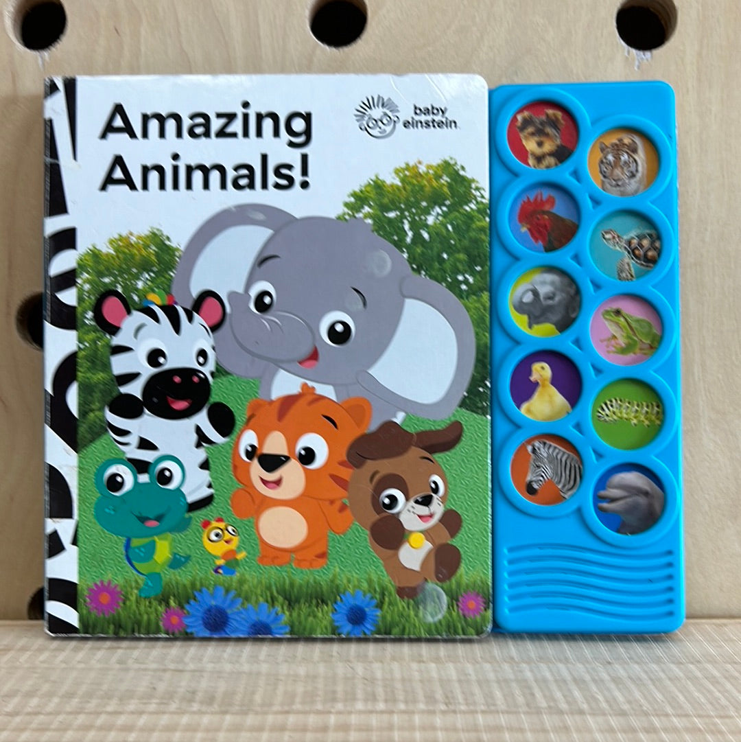 Amazing Animals